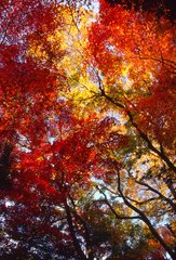 紅葉