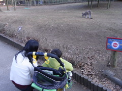 カンガルー