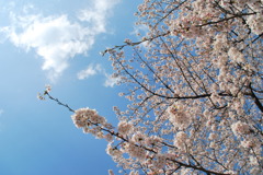SAKURA