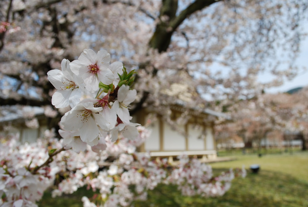 桜花