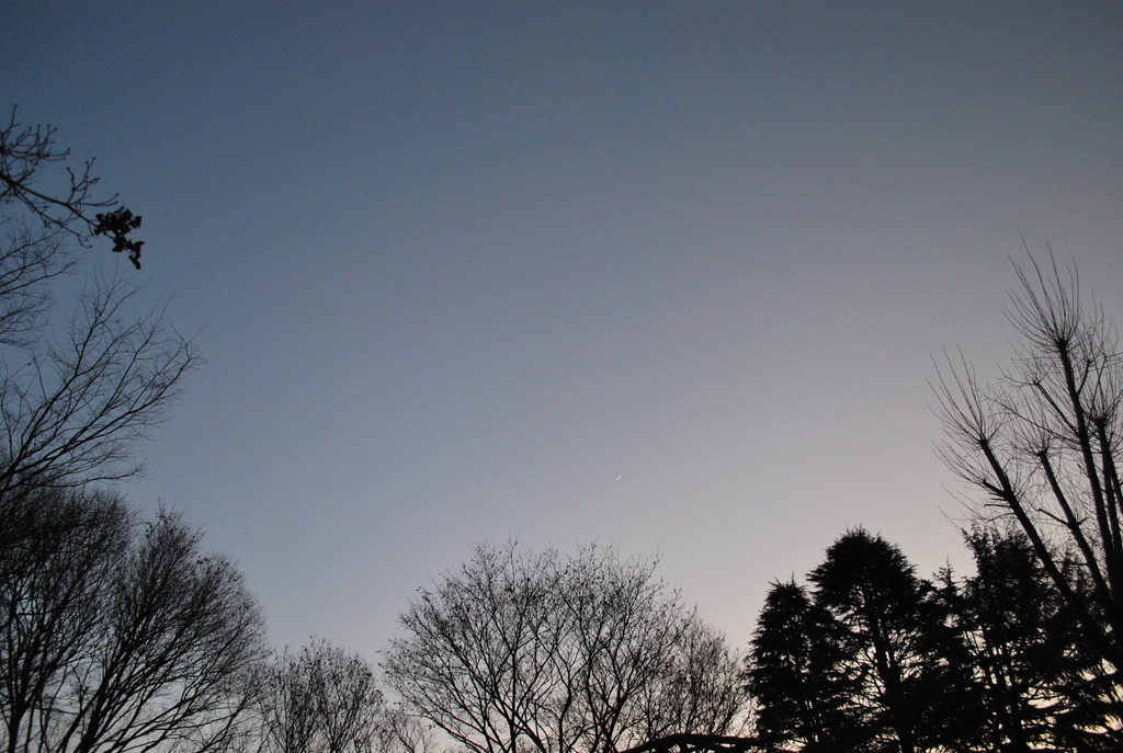 公園から眺める夜空