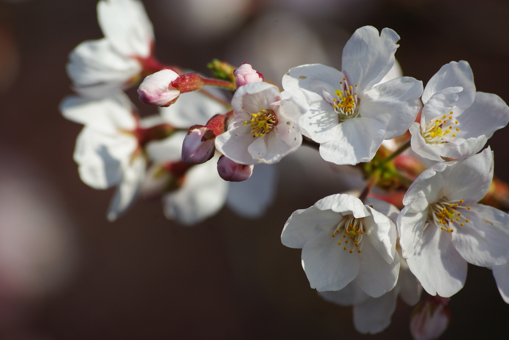 桜