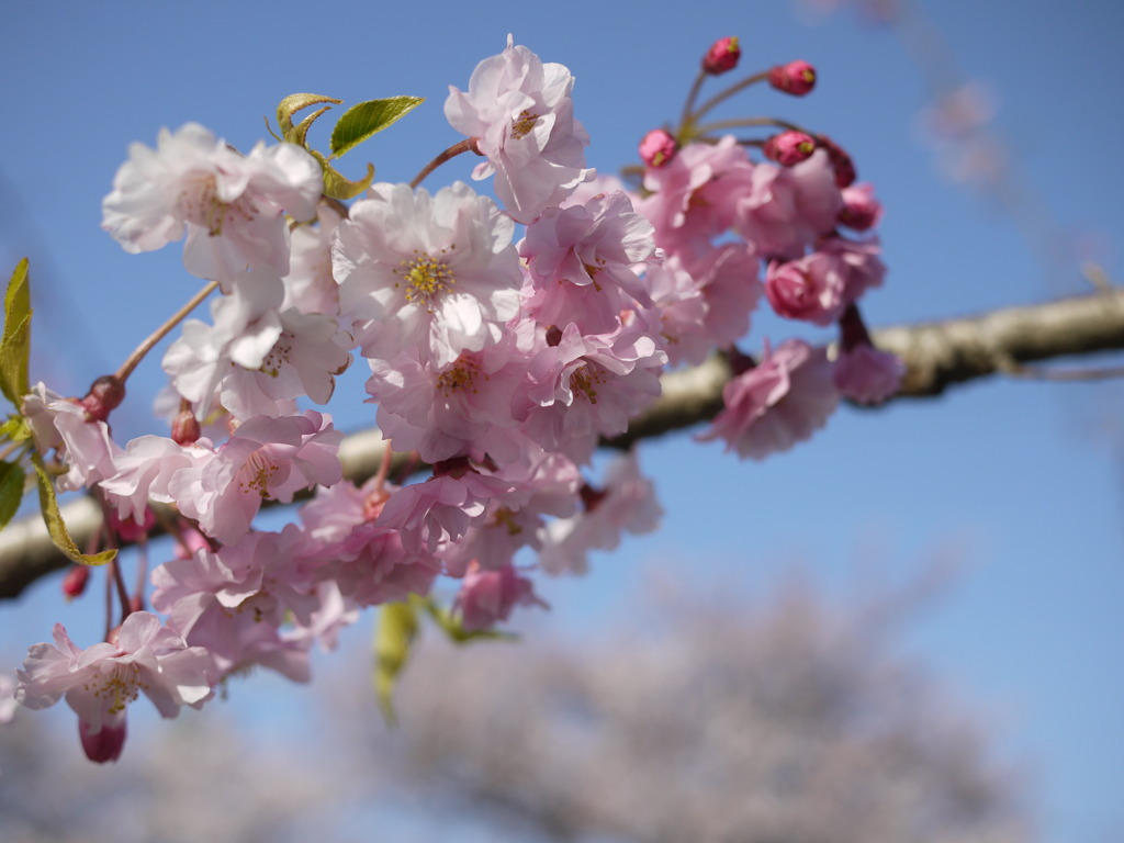 大江川の桜３