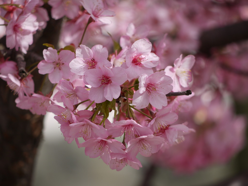 河津寒桜２