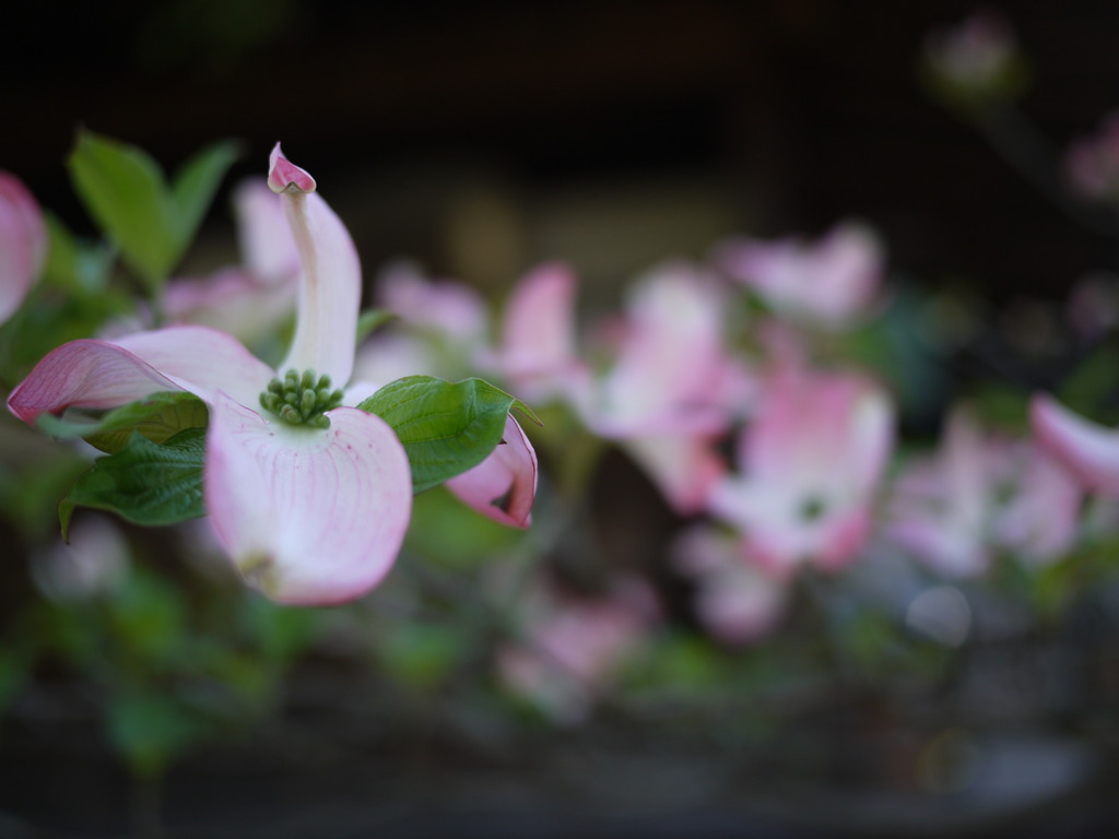 花水木