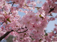 河津寒桜３