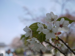 桜　３
