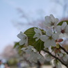 桜　３