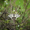 エーザイハーブ園の蝶々