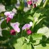 えんどうの花