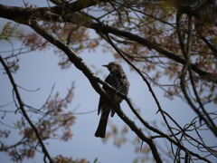 彦根城のヒヨドリ