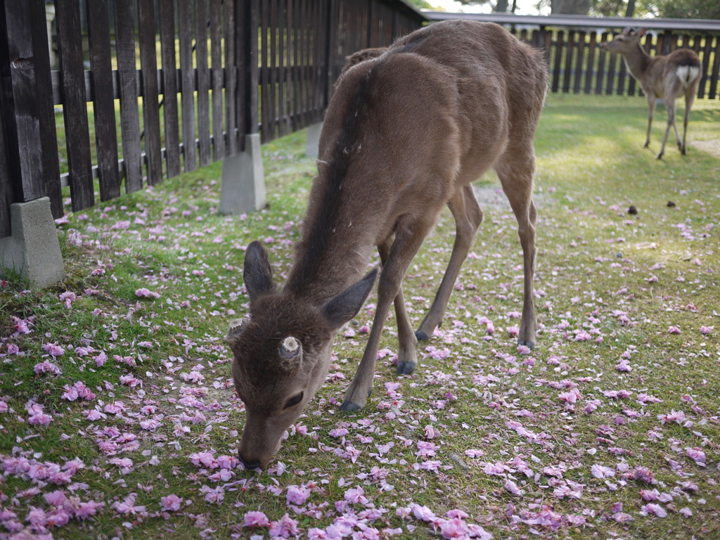 奈良の都の八重桜