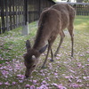 奈良の都の八重桜