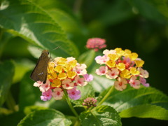 花とセセリ