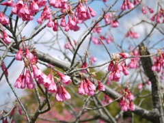 寒緋桜