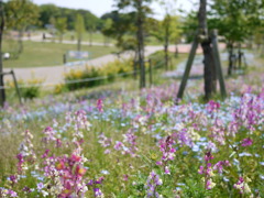 芝の上の草花たち