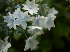 城下の紫陽花