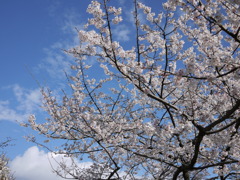 名古屋城の桜