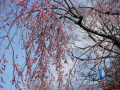 しだれ桜