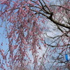 しだれ桜
