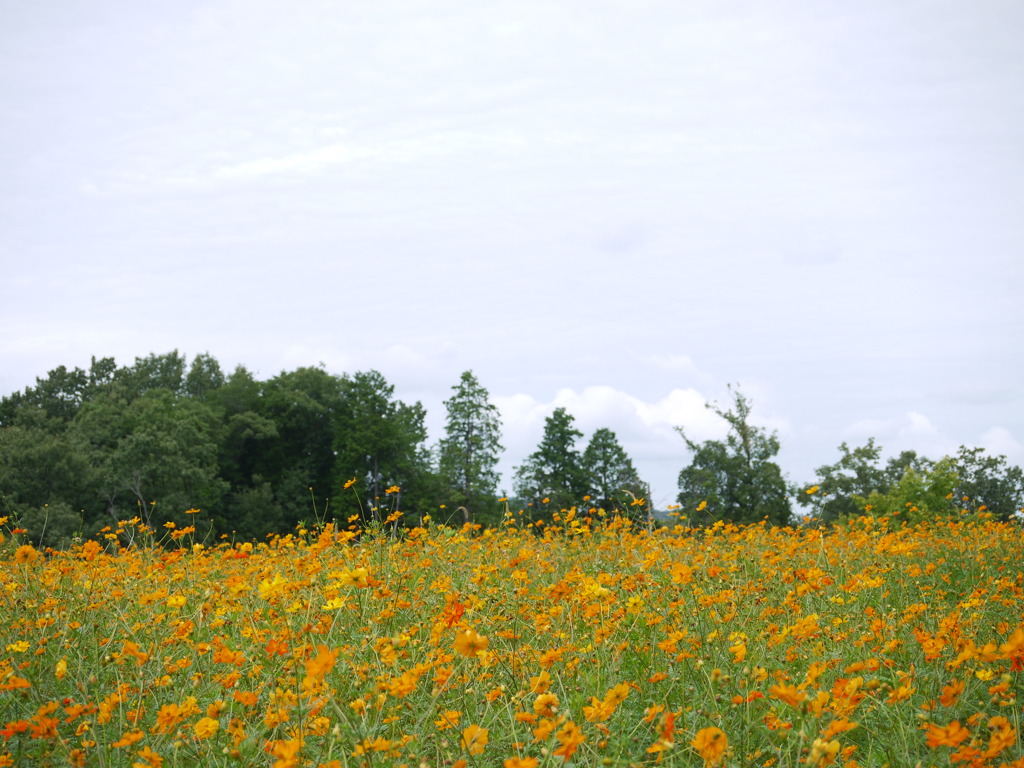 キバナコスモスの花畑