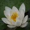 a white lotus