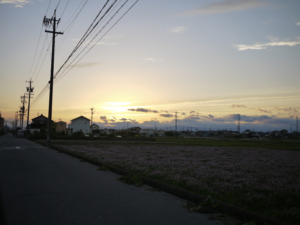 蓮華畑と夕日