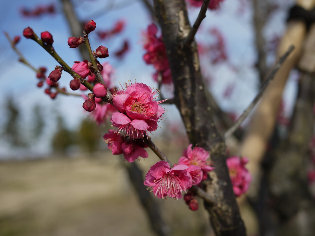 ウメ　オオサカズキ
