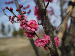 ウメ　オオサカズキ