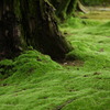 moss-green