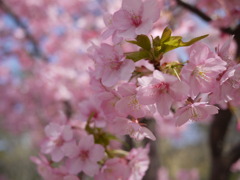 河津寒桜４