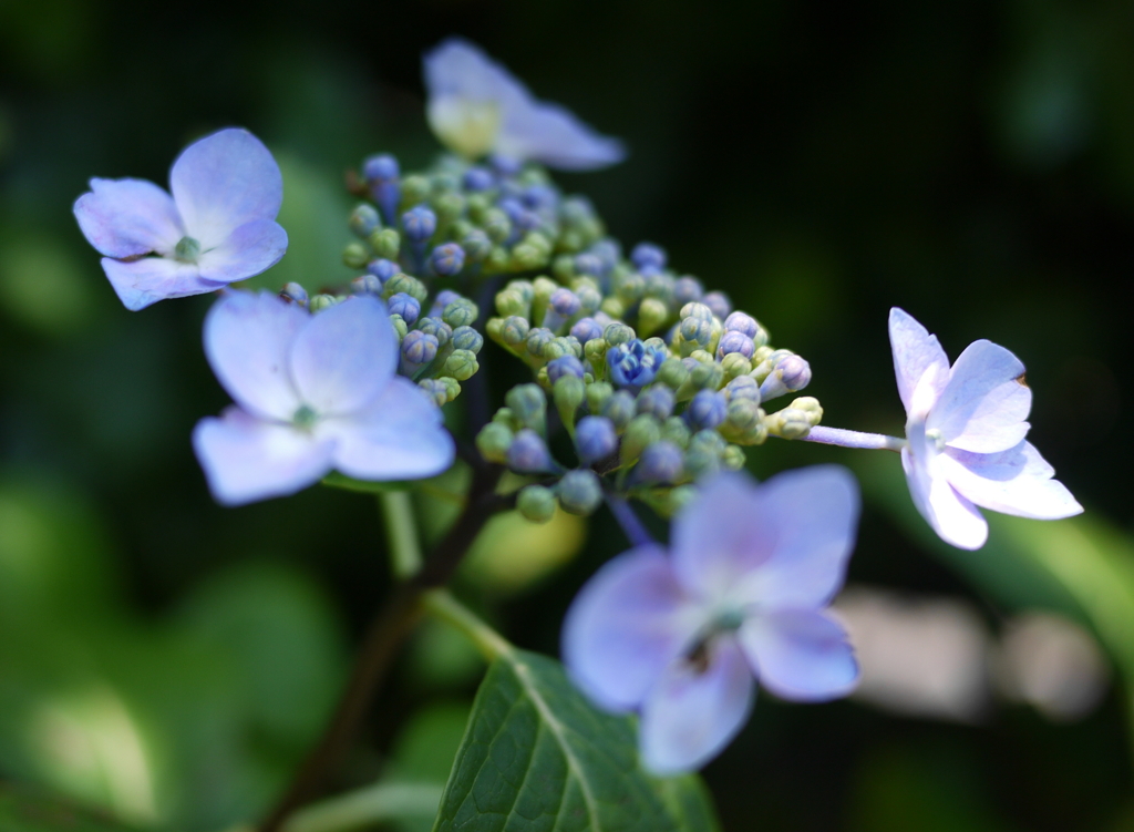 額紫陽花