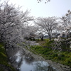 五条川の桜２