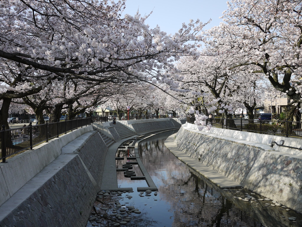 大江川の桜