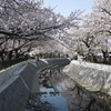 大江川の桜