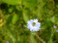 みずいろの花