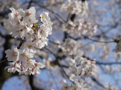 大江川の桜２