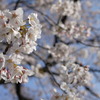 大江川の桜２
