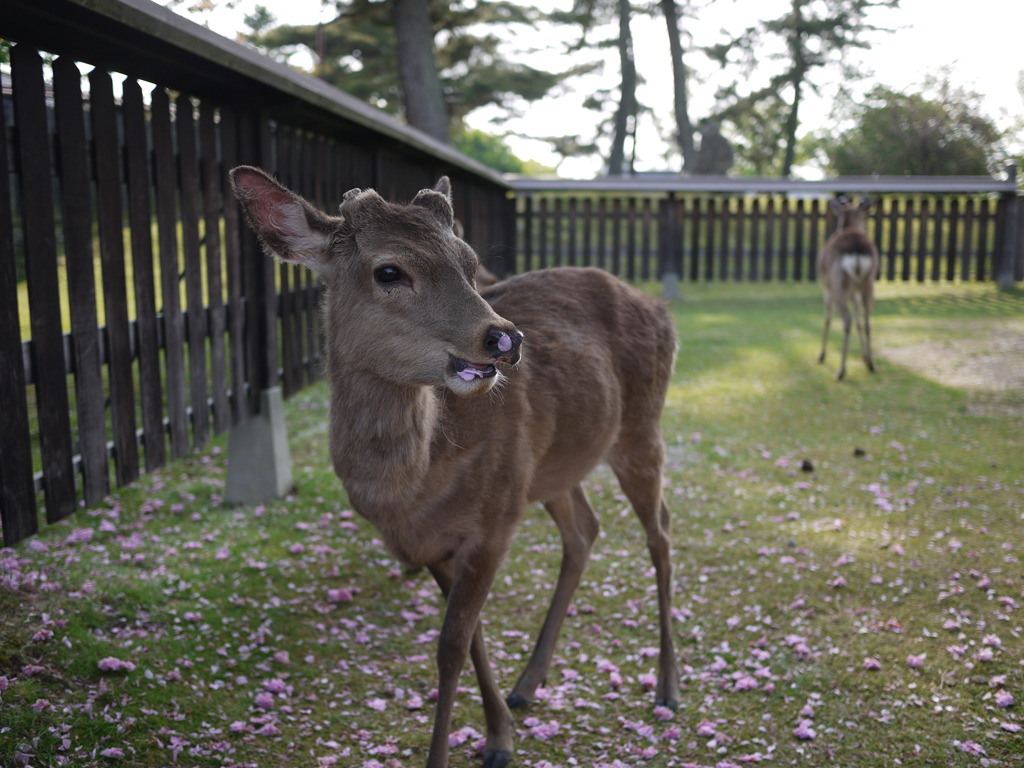 お鼻に花がついてますよ