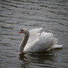 お堀の白鳥