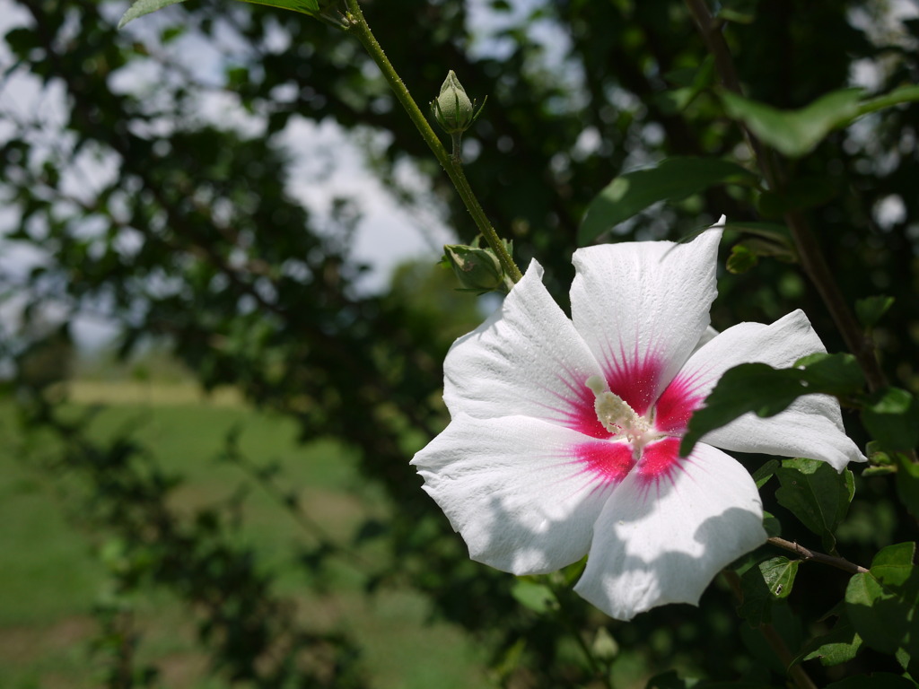 夏の花