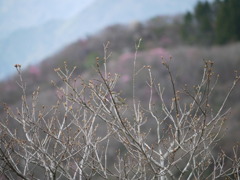 初　ウグイス♪