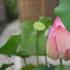 おはらい町通りの蓮