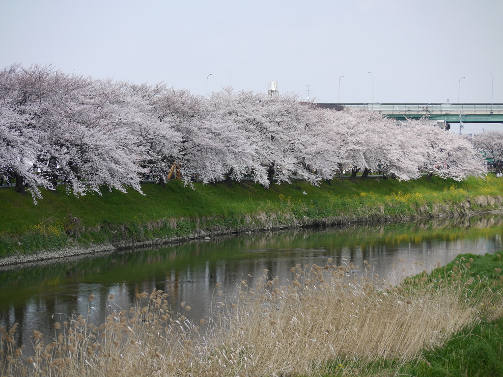 五条川のさくら（清洲城）