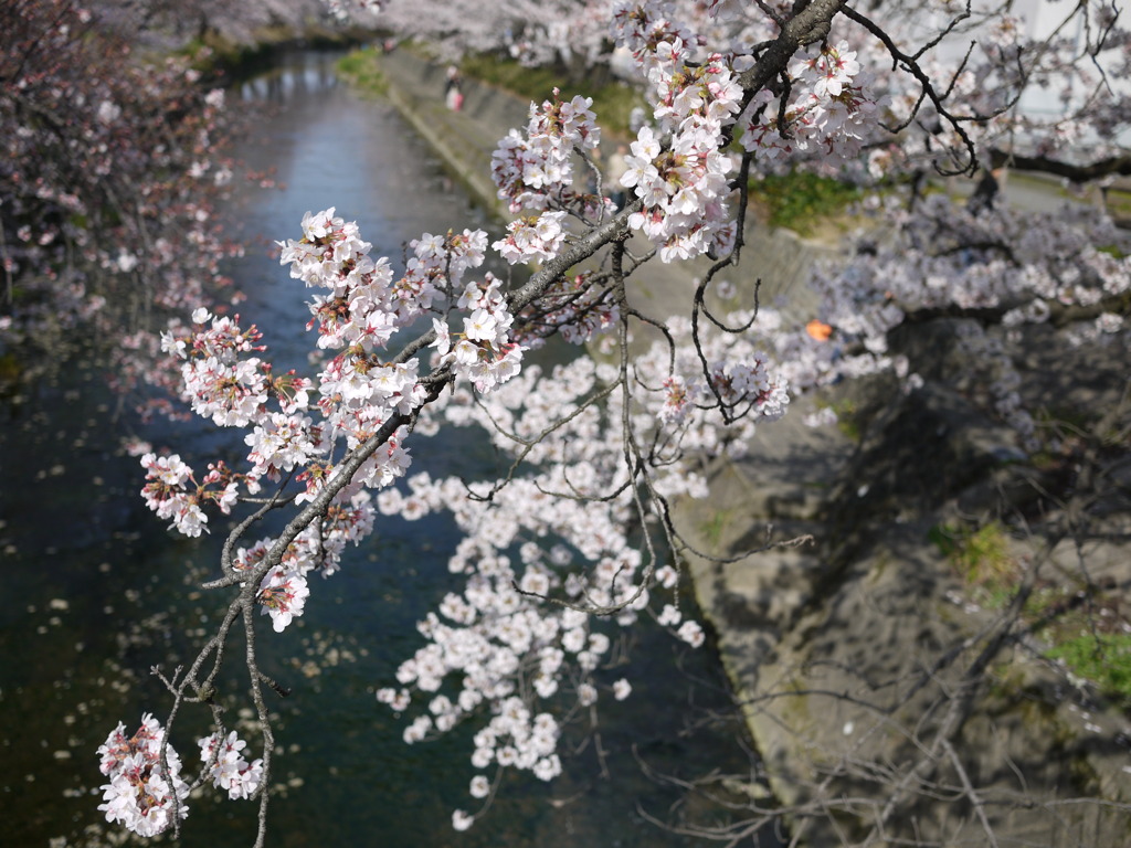 五条川の桜