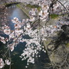 五条川の桜