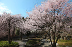 池田山の桜