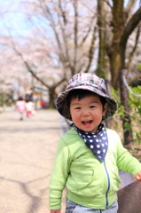 桜にご満悦