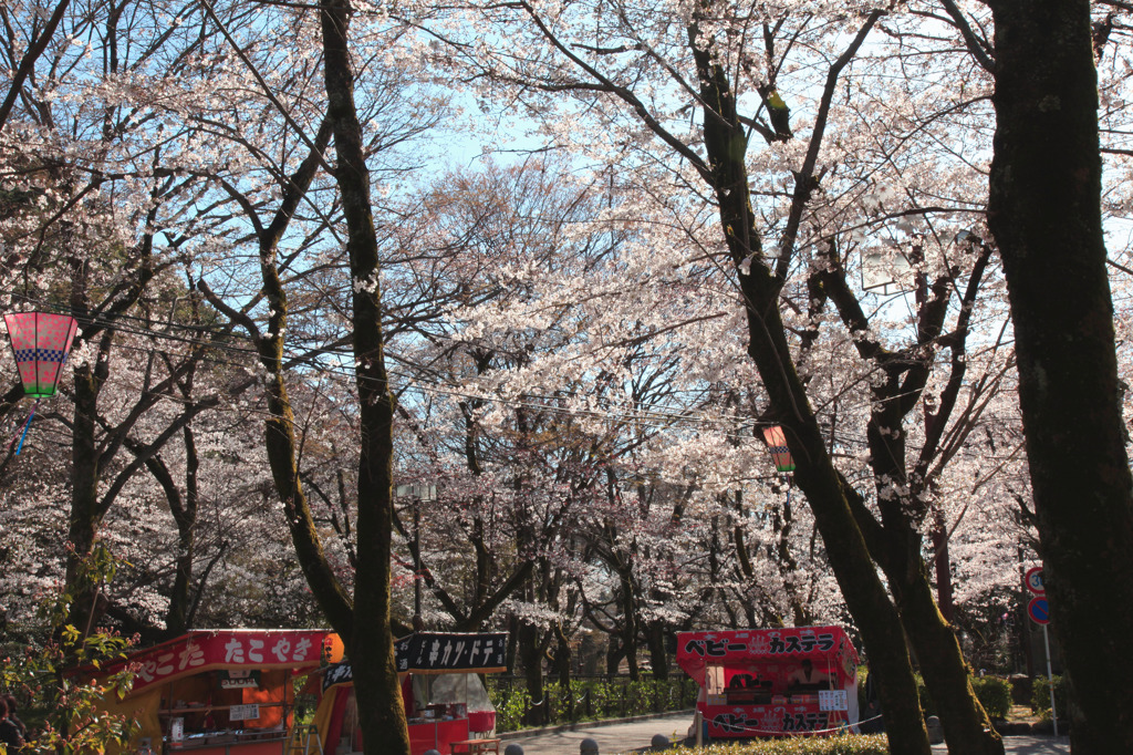 公園の桜