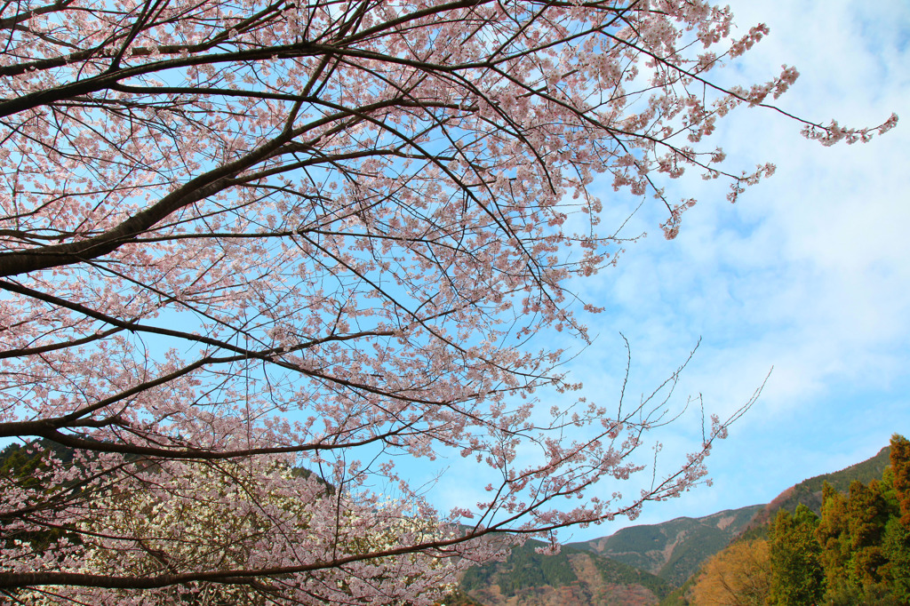 山桜